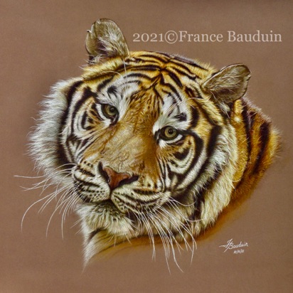 Tiger Portrait - 63 hours
Brown Pastelmat Board
19" x 19"
Ref: Anne Noël Tiger Portrait - 63 hours
Brown Pastelmat Board
19" x 19"
Ref: Anne Noël